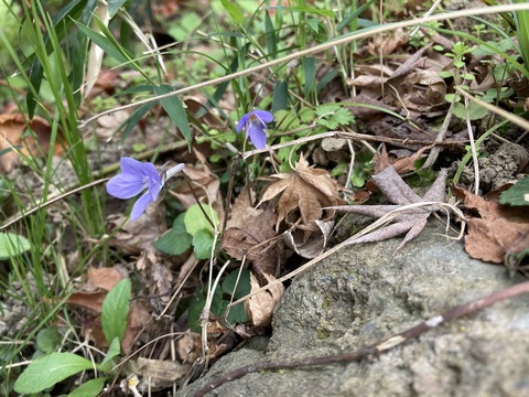 スミレ咲く