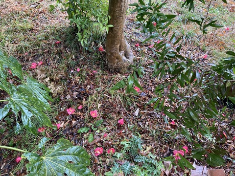やぶ椿が足元に