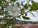 白いムクゲ