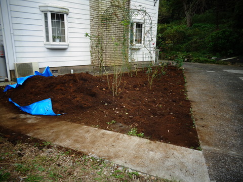 薔薇の根元に土を入れた