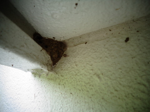 出窓の底に蜂が巣作り