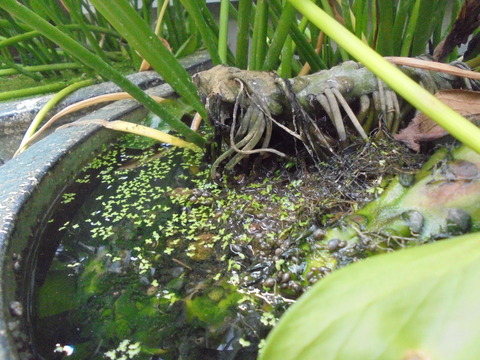 メダカ鉢の水位