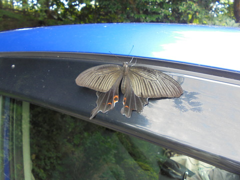 車にしがみついた蝶