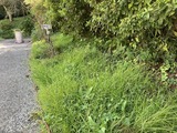 雑草伸び放題
