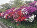 町役場のツツジ