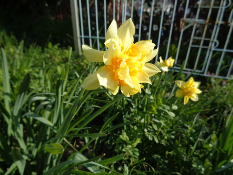黄色い水仙