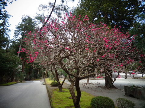 円覚寺の紅梅