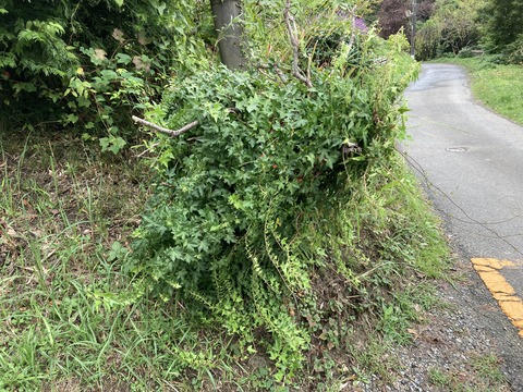 柘植の木に絡んだアイビー