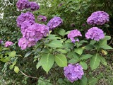 紫陽花4
