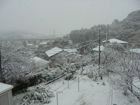 初雪