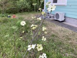 ハナミズキ