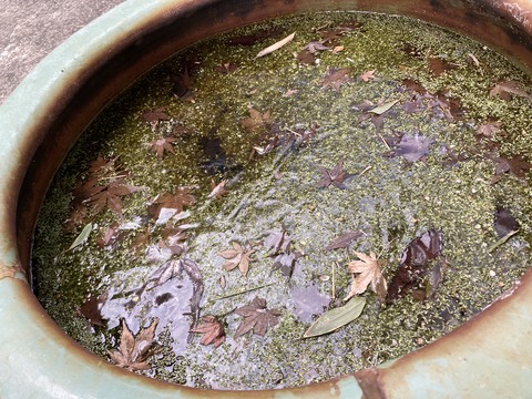 コウホネ甕が凍る