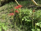 ヒガンバナが元気