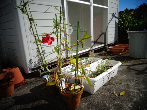 サンパラソルの鉢