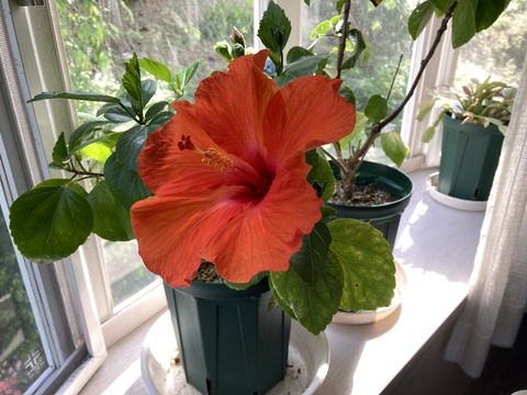 出窓のハイビスカス