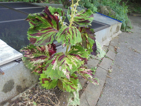 今年のコリウス