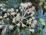 ヤツデの花