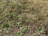 芝生に進出するムスカリ