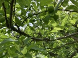 緑の中の緑の実