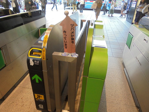 鎌倉駅のツバメの巣