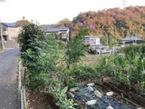 散歩道の皇帝ダリア