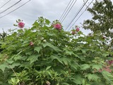 酒顔の酔芙蓉