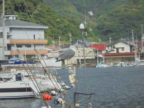 安良里港で