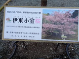 伊東小室桜の看板