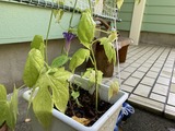 小さな小さな朝顔