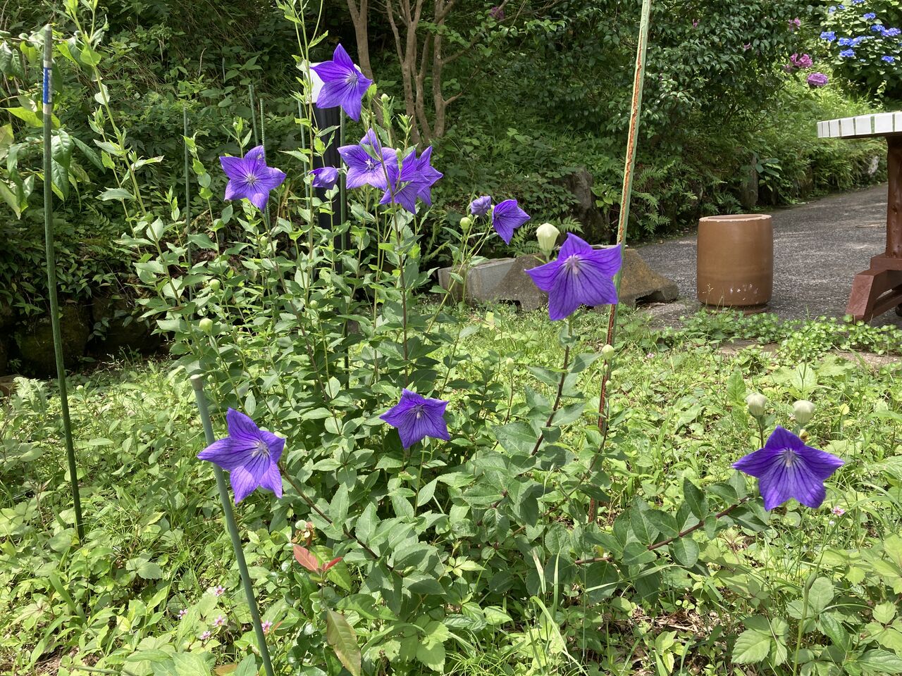 桔梗は折り紙のようだ やっちゃんの珈琲たいむ