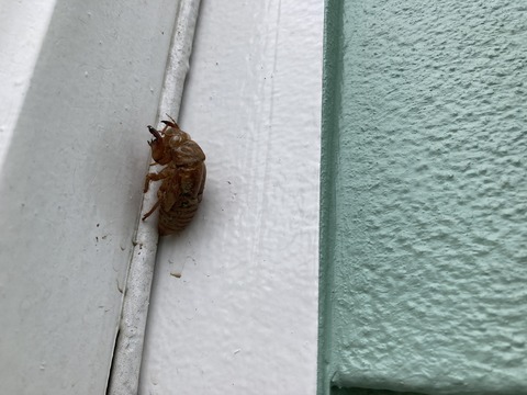 蝉の抜け殻