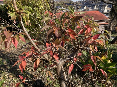 山桜の木