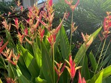 庭の花
