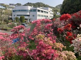 町役場のツツジ