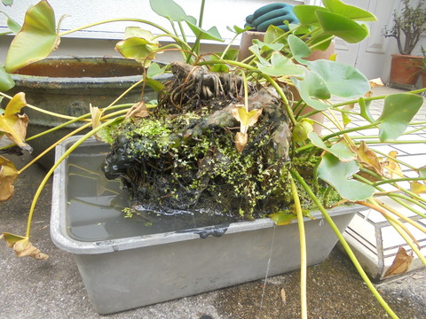 メダカ鉢から出したら