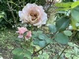 名残の薔薇