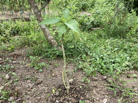 エンジェルトランペットを植えた
