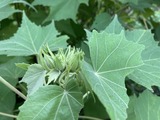 酔芙蓉の蕾
