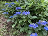 紫陽花7