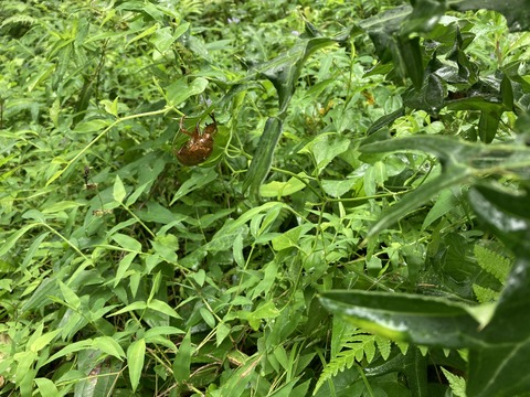 アザミの葉の裏