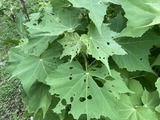 酔芙蓉のレース