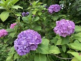 紫陽花3