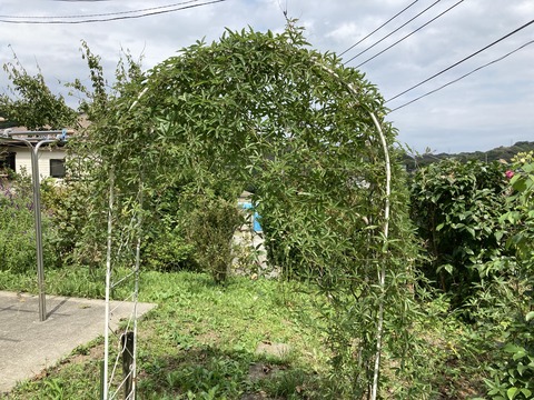 時計草のアーチ