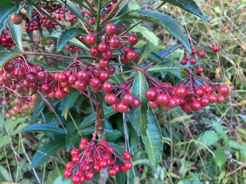 マンリョウの赤い実