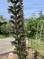 アカンサス