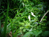 山百合の蕾