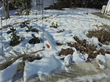 まだまだ雪の原