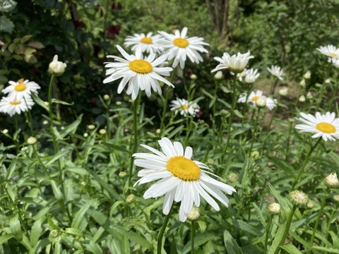 シャスターデージー