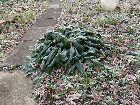 シャスターデージーに霜