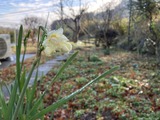 雨に濡れた水仙